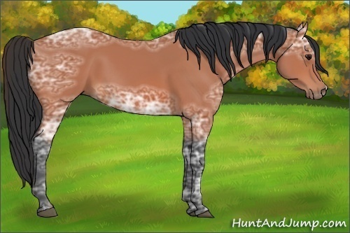 Horse Color:Bay Ice 