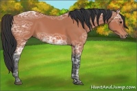Horse Color:Bay Ice 