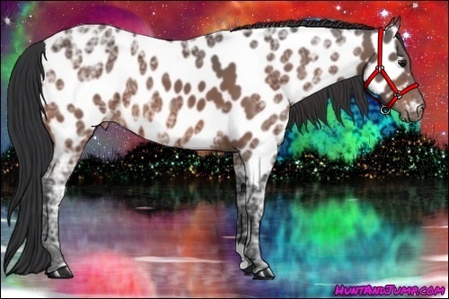 Horse Color:Bay Ice Appaloosa 