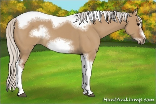 Horse Color:Silver Bay Dun Sabino Tobiano Frame Rabicano
