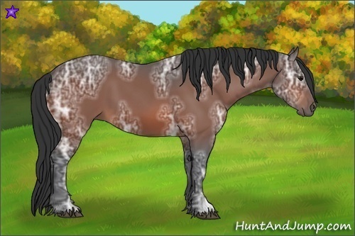 Horse Color:Bay Ice 