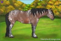 Horse Color:Bay Ice 