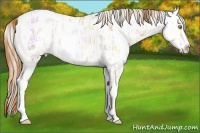 Horse Color:Gold Champagne Ice Appaloosa and Gold Champagne Ice Appaloosa