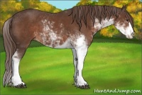 Horse Color:Liver Chestnut Sabino