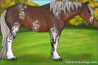 Horse Color:White Spotted Silver Brown