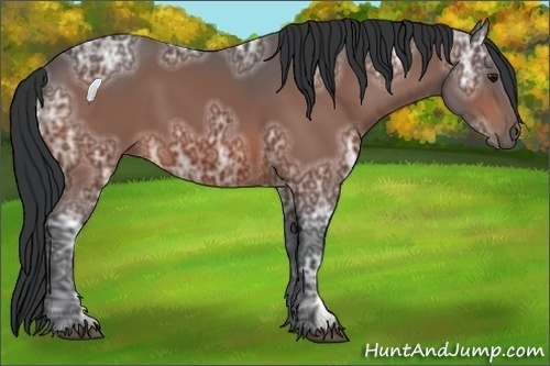 Horse Color:Bay Ice 