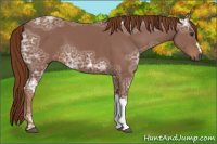 Horse Color:Gray Chestnut Ice 