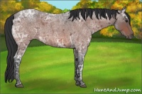 Horse Color:Brown Ice Roan
