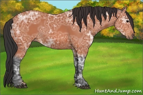Horse Color:Unknown 
