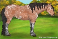 Horse Color:Unknown 