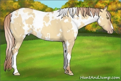 Horse Color:White Spotted Gold Champagne Dun 