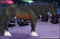 Horse Color:Brown Rabicano  and Brown Rabicano 