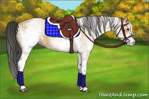 Horse Color:White Spotted Buckskin 