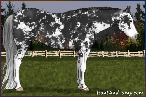 Horse Color:Gray Brown Sabino Splash  and Gray Brown Sabino Splash 