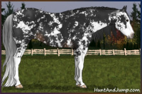 Horse Color:Gray Brown Sabino Splash  and Gray Brown Sabino Splash 