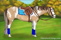 Horse Color:White Spotted Bay Dun Splash Appaloosa 