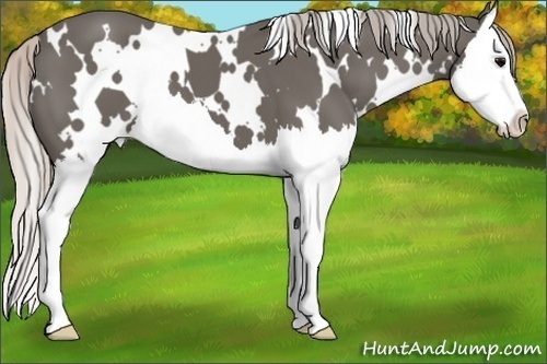 Horse Color:White Spotted Silver Black Splash 