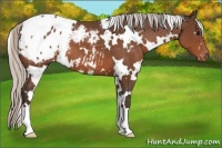 Horse Color:White Spotted Silver Brown Appaloosa 