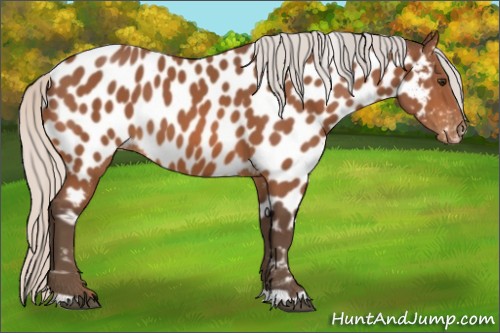 Horse Color:Silver Bay Appaloosa