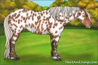 Horse Color:Silver Bay Appaloosa 