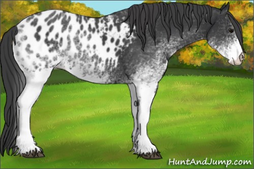 Horse Color:White Spotted Black Appaloosa Rabicano 