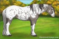 Horse Color:Grullo Splash Tobiano Near Leopard
