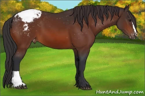Horse Color:Brown Appaloosa