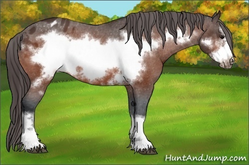 Horse Color:Bay Frame Varnish 