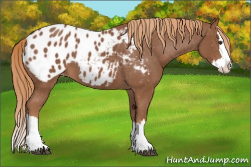 Horse Color:Chestnut Sabino Splash Appaloosa 