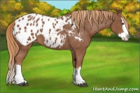 Horse Color:Chestnut Sabino Splash Appaloosa 