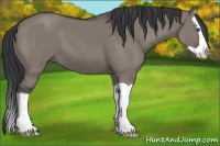 Horse Color:Grullo Splash