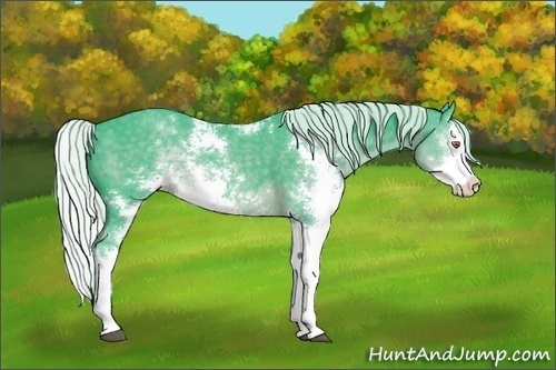 Horse Color:Watercolor Silver Black Chinchilla Sabino Splash 