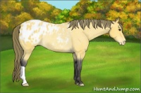 Horse Color:Buckskin Varnish Rabicano