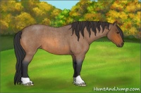 Horse Color:Bay Roan 