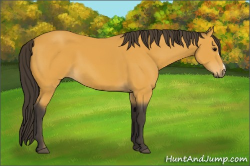 Horse Color:Buckskin