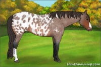 Horse Color:Bay Roan Appaloosa 