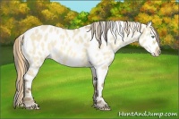 Horse Color:Amber Cream Champagne Dun Appaloosa