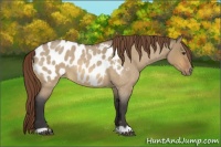Horse Color:Buckskin Roan Dun Appaloosa 