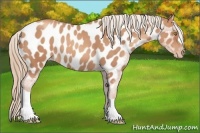 Horse Color:Gold Champagne Appaloosa 