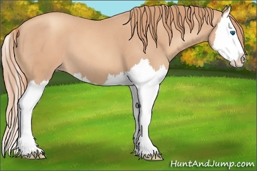 Horse Color:Gold Champagne Splash