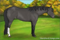 Horse Color:Black Appaloosa 