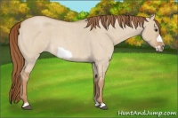 Horse Color:Red Dun Roan Frame 