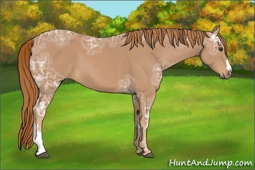 Horse Color:Chestnut Ice 