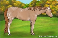 Horse Color:Chestnut Ice 