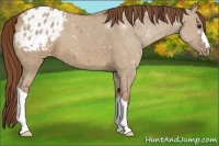 Horse Color:Red Dun Appaloosa 