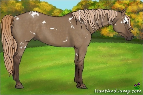 Horse Color:White Spotted Liver Red Dun