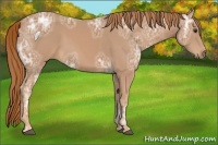Horse Color:Chestnut Ice 