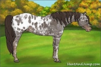 Horse Color:Liver Chestnut Ice Appaloosa 