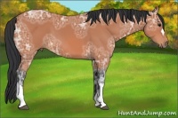 Horse Color:Bay Ice 