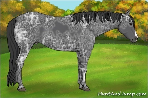 Horse Color:Black Ice 